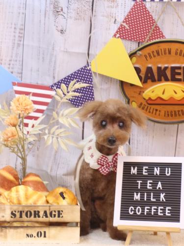 20240901チャタくん